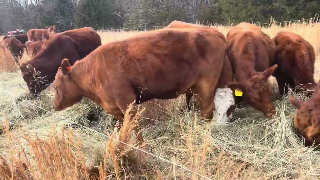 Another couple days on the Ranch 20260223 #cow #rotationalgrazing 
