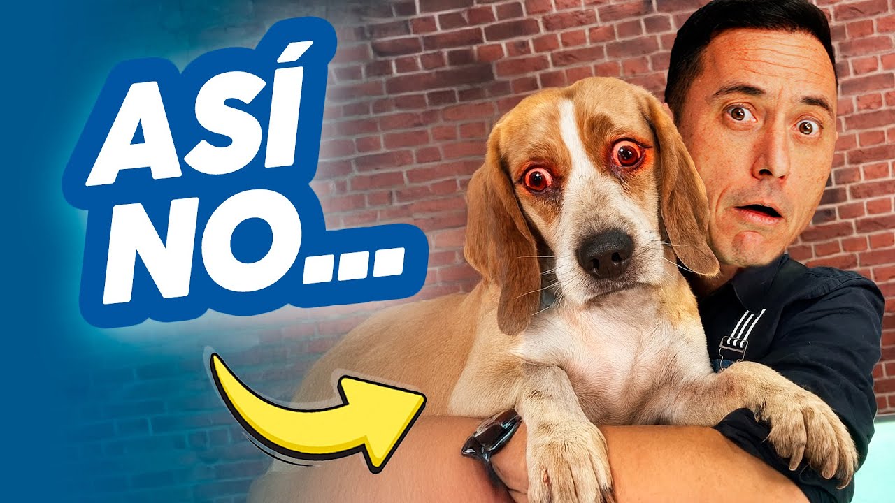 Si tienes un BEAGLE, tienes que SEGUIR estos CUIDADOS a RAJATABLA