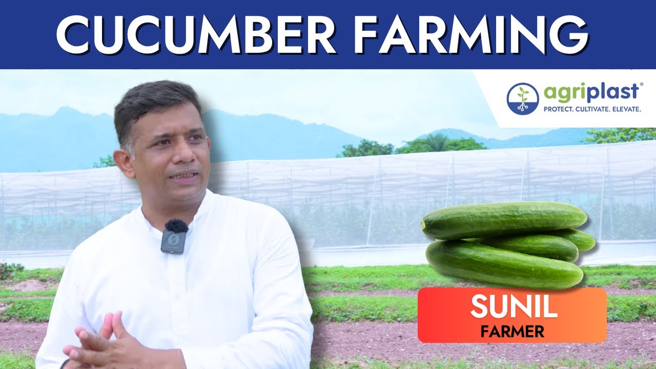 Protected Cultivation, Healthy Cucumber Yields 🥒