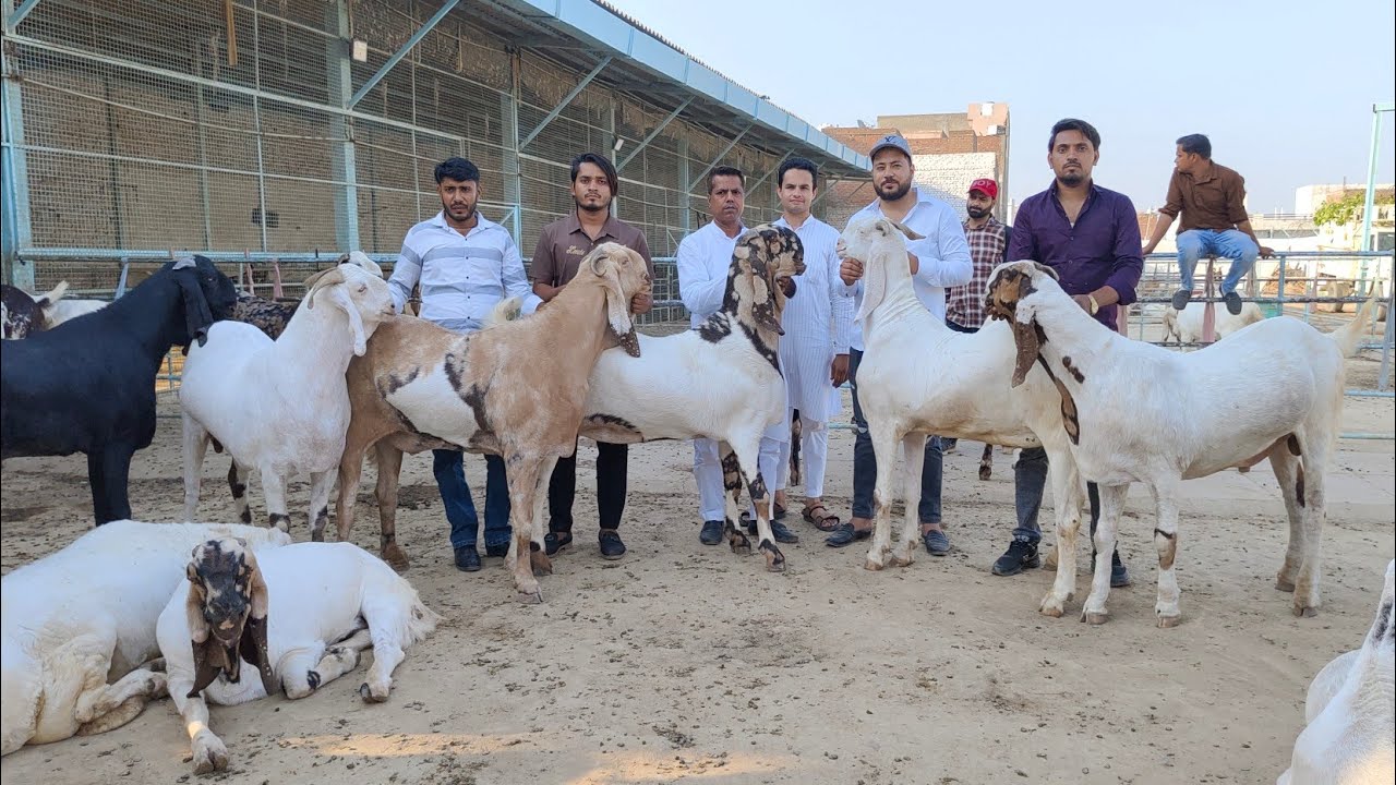 Al mirah goat farm UP big size totapari Punjabi Bakre Salman bhai +91 70375 44602