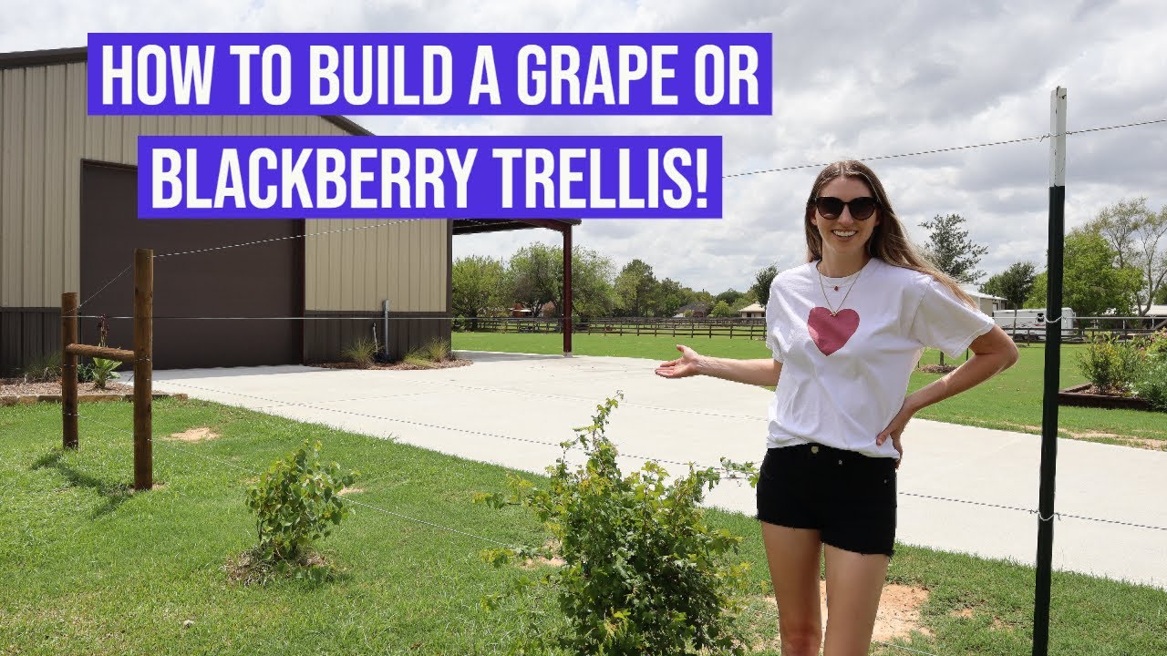 How to Build a Grape or Blackberry Trellis!!