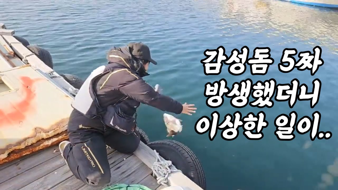 생애 첫 감성돔 5짜 잡아서 방생했더니 말도 안되는 일이 벌어졌어요;;