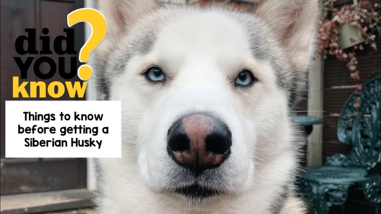 THINGS TO KNOW BEFORE GETTING A SIBERIAN HUSKY!