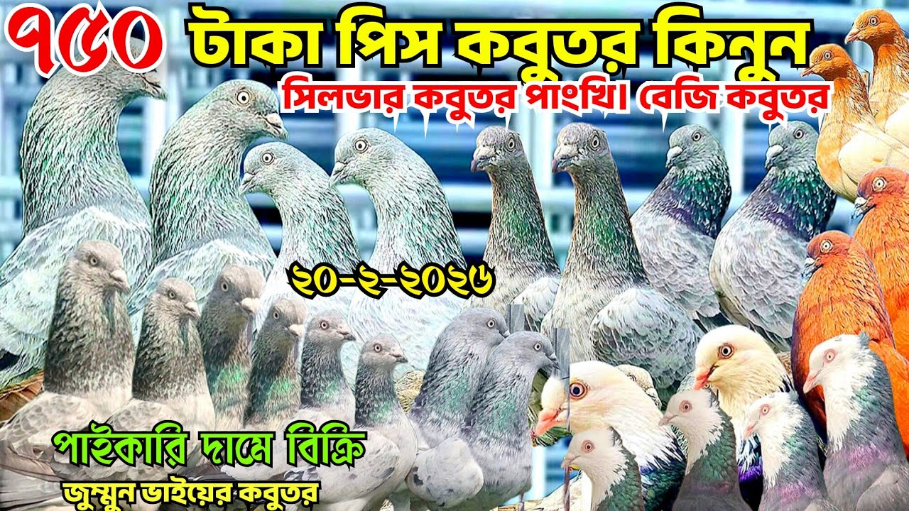 ৭৫০ টাকায় সিলভার গিরিবাজ কবুতর বিক্রি হবে। কম দামে গররা কবুতর। পাংখি কবুতর। বেজি কবুতর কিনুন। জুম্মন