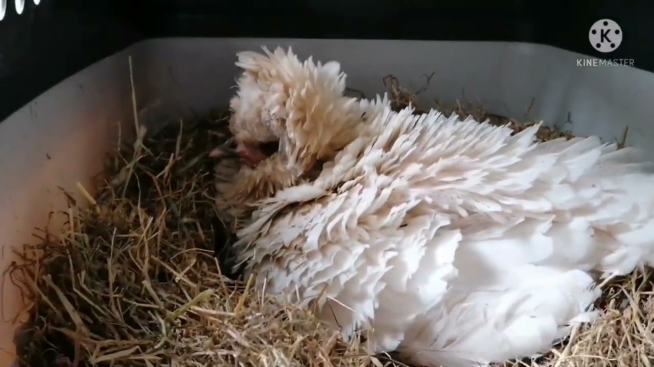 Seidenhühner Zwergsundheimer Kunstbrut Küken Update