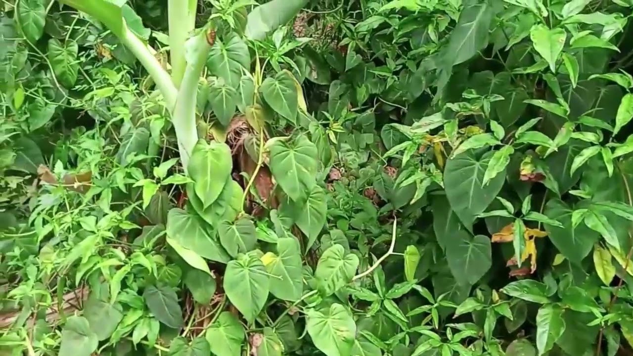 Wild Philodendron | Philodendron in the wild and many more