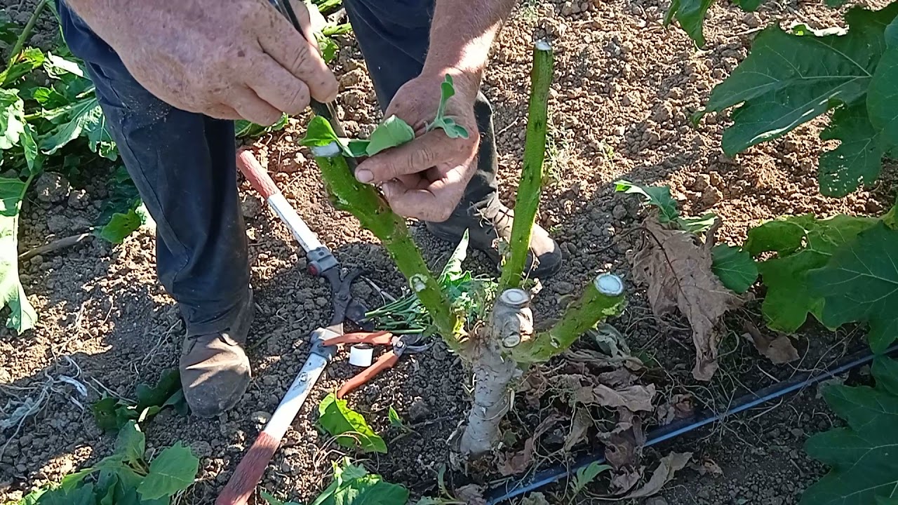 Innesto del solanum crisotricum