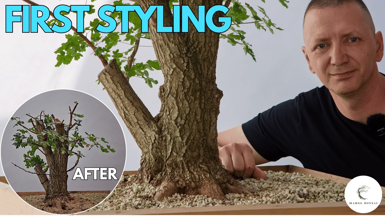 Field Maple Bonsai Styling - Yamadori Initial Design and Wiring