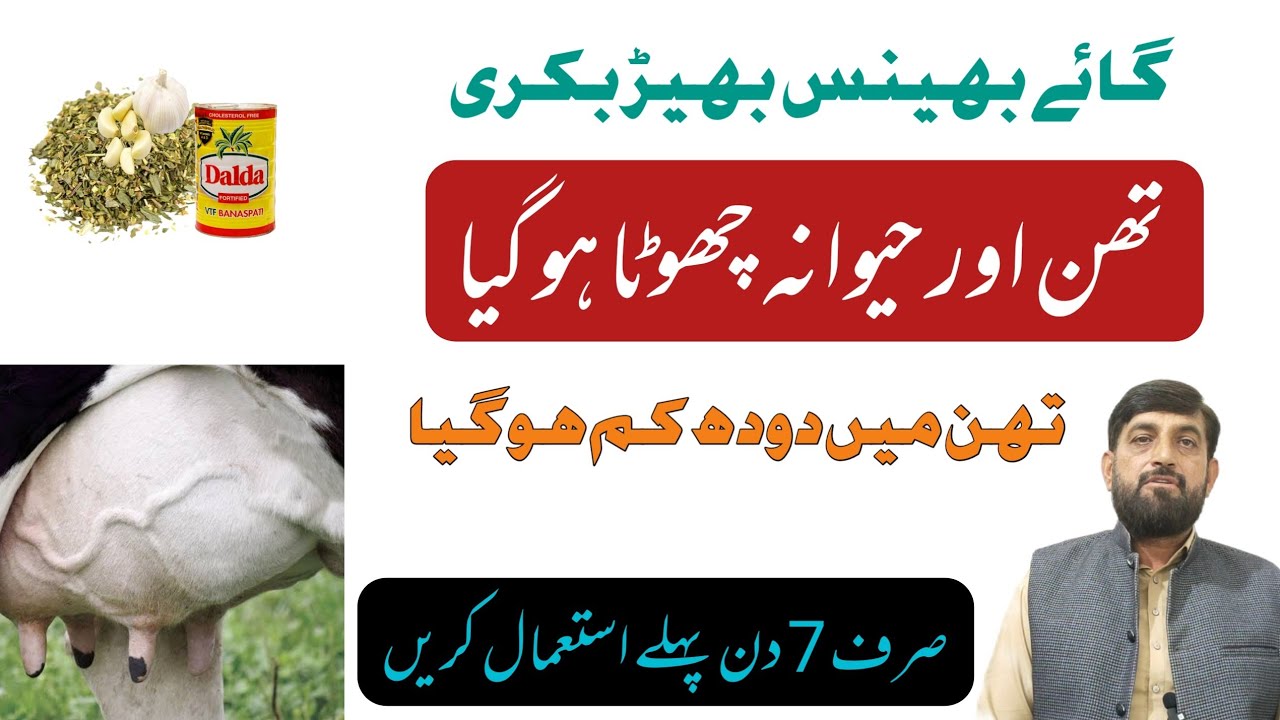 Gaye Bhains Aur Bakri Ka Than Chota  چھوٹا Ho Gaya |  دنوں میں کانا حیوانہ اور چھوٹا بند 7 تھن مکمل