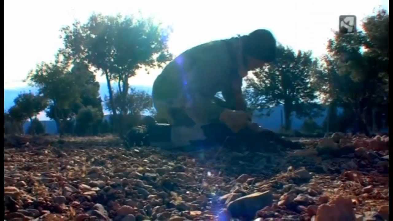 ¿Cómo se recolecta y elabora la Trufa? Trusens