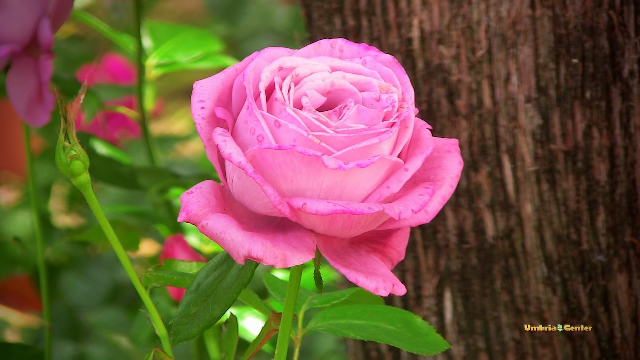 Spello (PG) - I Giorni delle Rose 2016