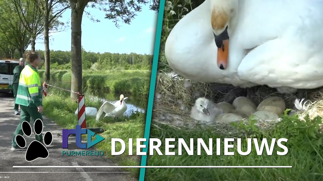 Dierenambulance in actie: 'Je kan erop wachten'