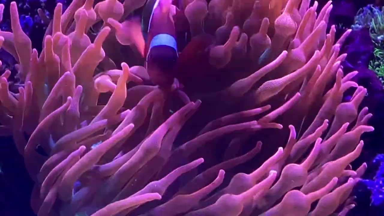 Maroon Clownfish with Anemone