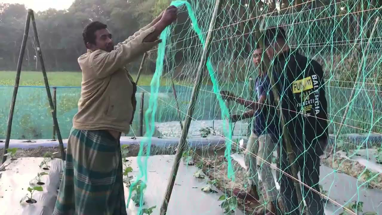 মালচিং পদ্ধতির শসার জমিতে সঠিক পদ্ধতিতে জাংলা দেওয়ার নিয়ম |
