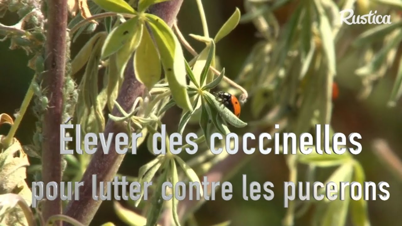 Elever des coccinelles