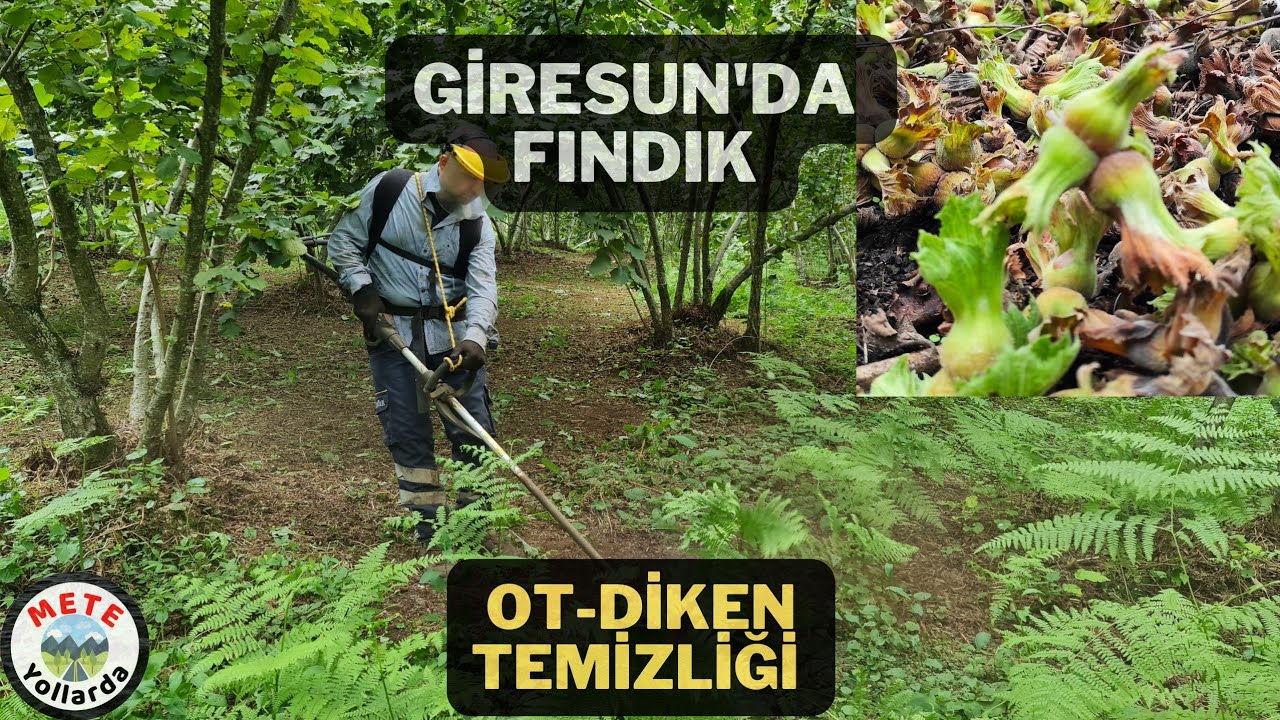 Fındık Geliyor ⚠️Giresun'da Fındık Bahçealtı Ot - Diken Temizliği. (Gırkma)