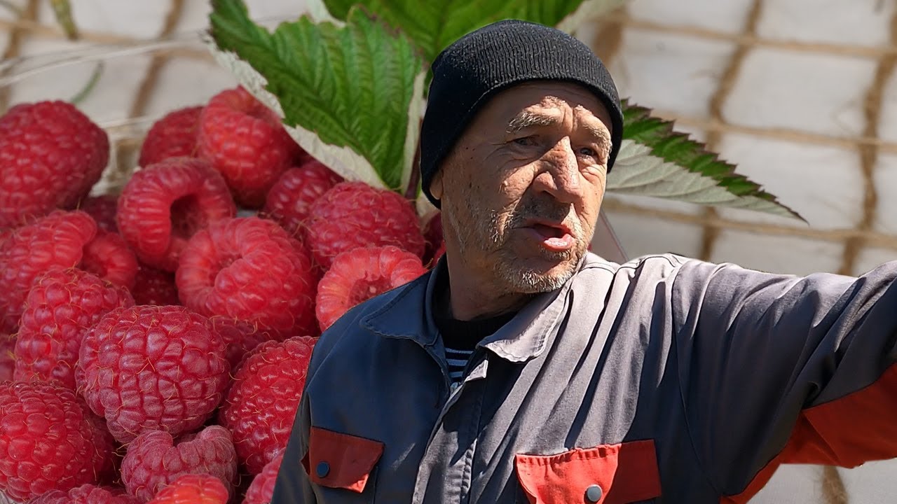 Otkupna cijena maline ove godine 10 KM za kilogram?