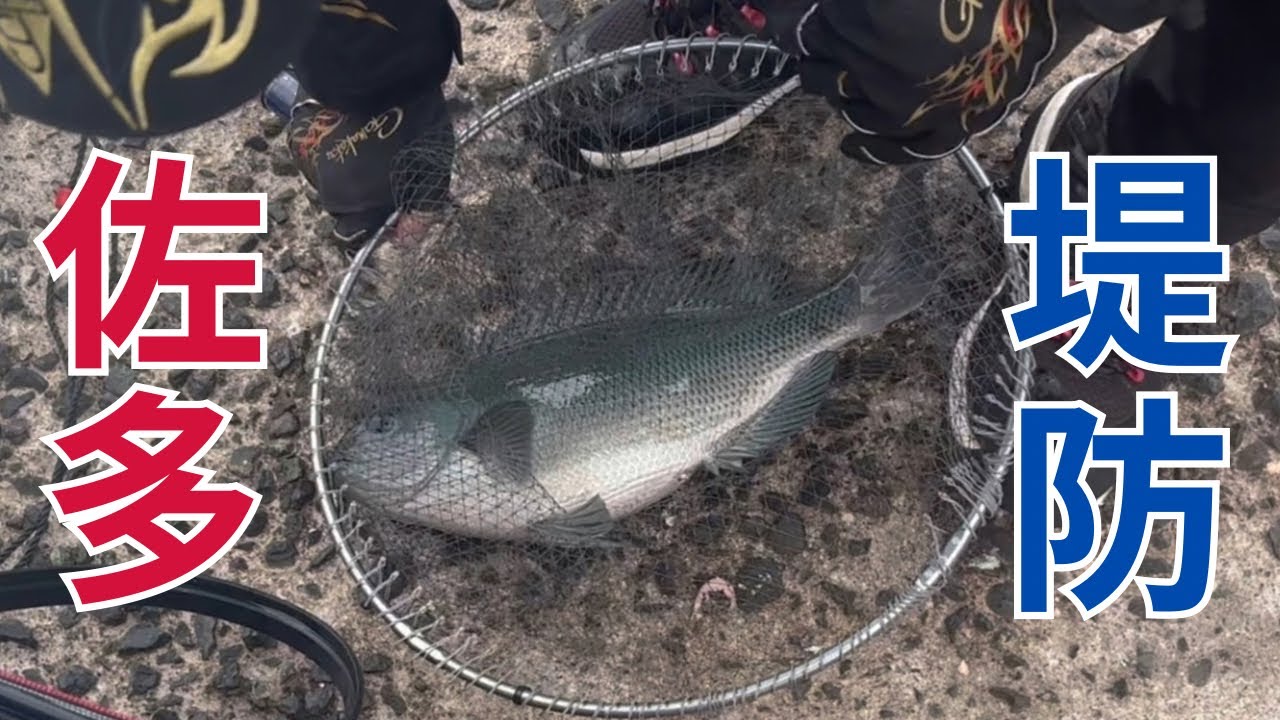 【フカセ釣り】佐多の堤防はでかグレの住処だった