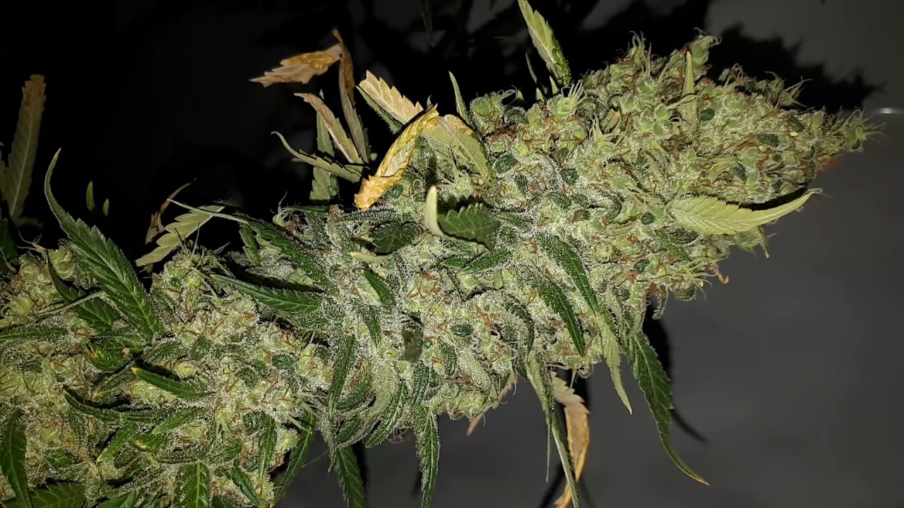 life can be so swell, when you are a flowering cannabis plant!