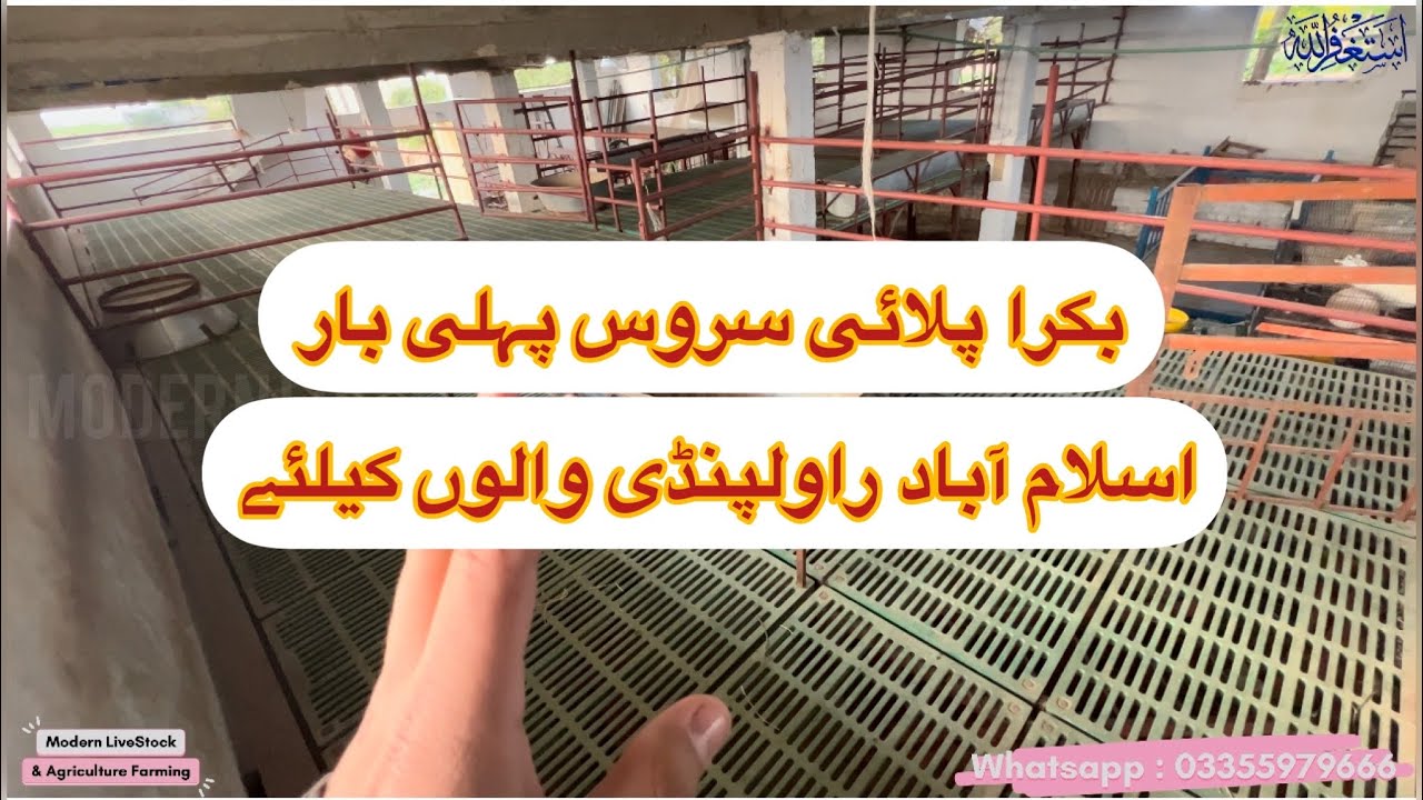Bakri Palai Service Islamabad 1st Time | بکریاں پلائی سروس | Modern Goat Farm | Great Goat Farm