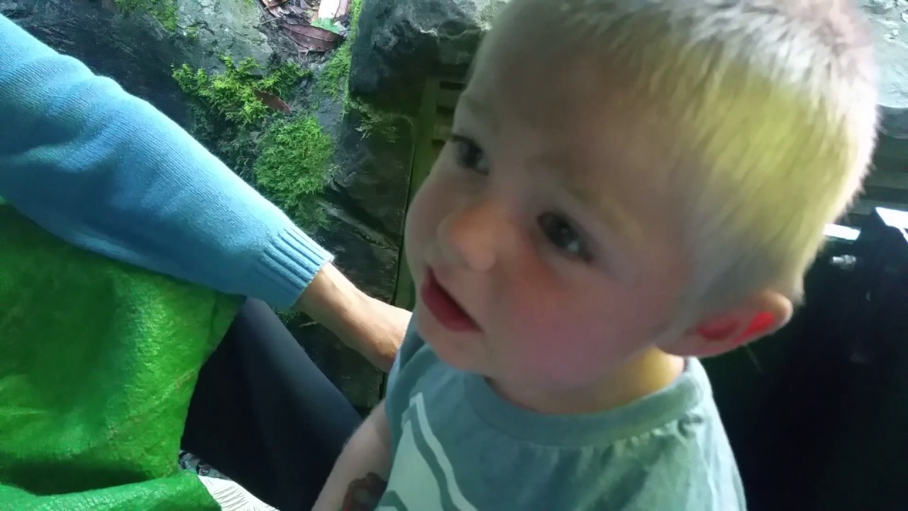 Dino park train ride