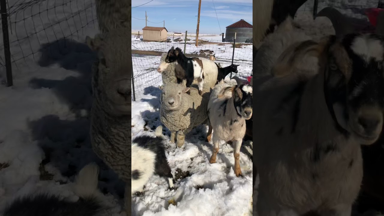 Baby goat riding a sheep!! Too funny MUST SEE!