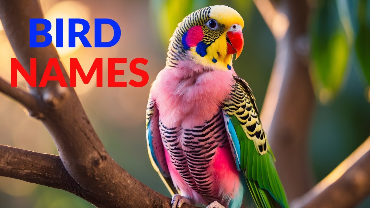 Bird Names for Kids 🐦 | Learn Birds in English!