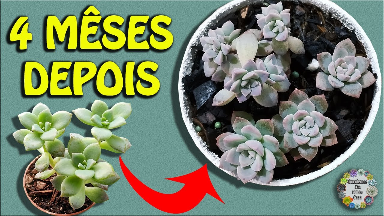 Como Estão Minhas 30 Suculentas Que Comprei na Shopee