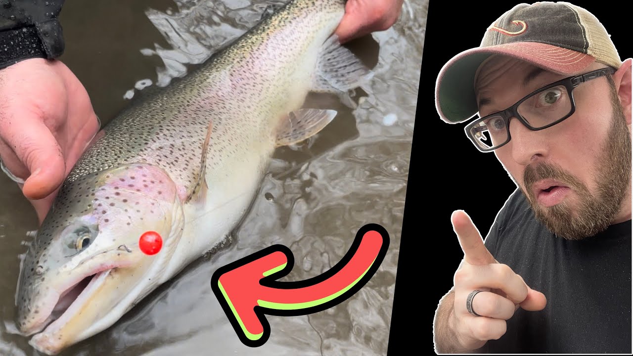 Double Your Steelhead Catch: Unlock the Secret of this rig!