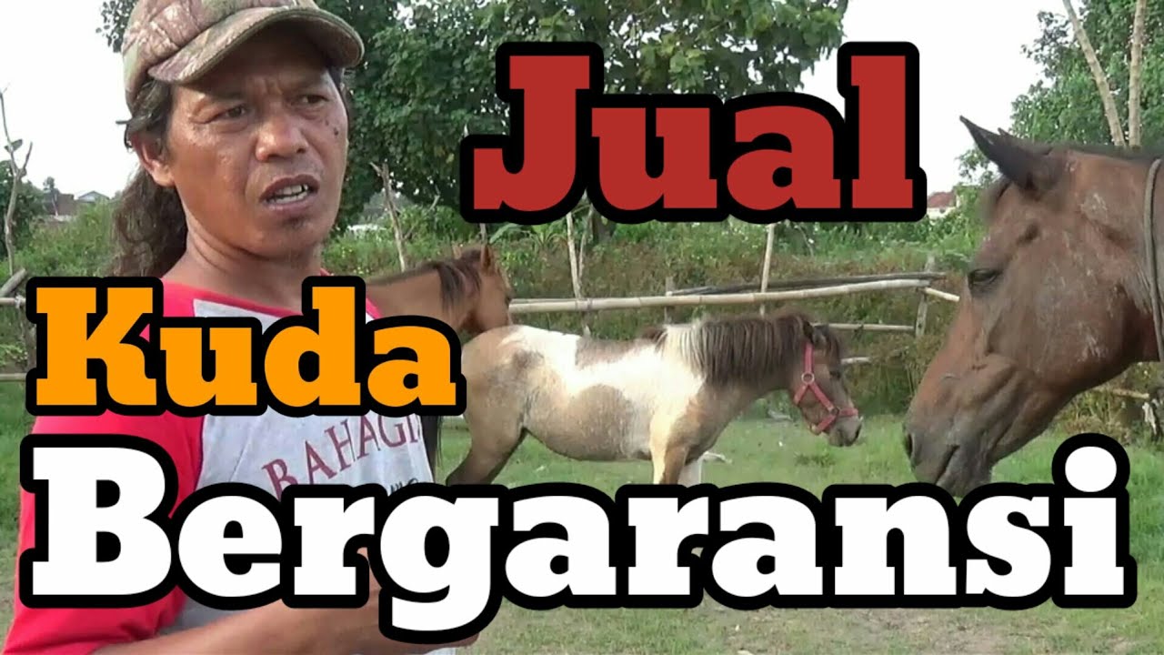 JUAL KUDA BERGARANSI - Ada Kuda Anjing & Kuda Jenis G