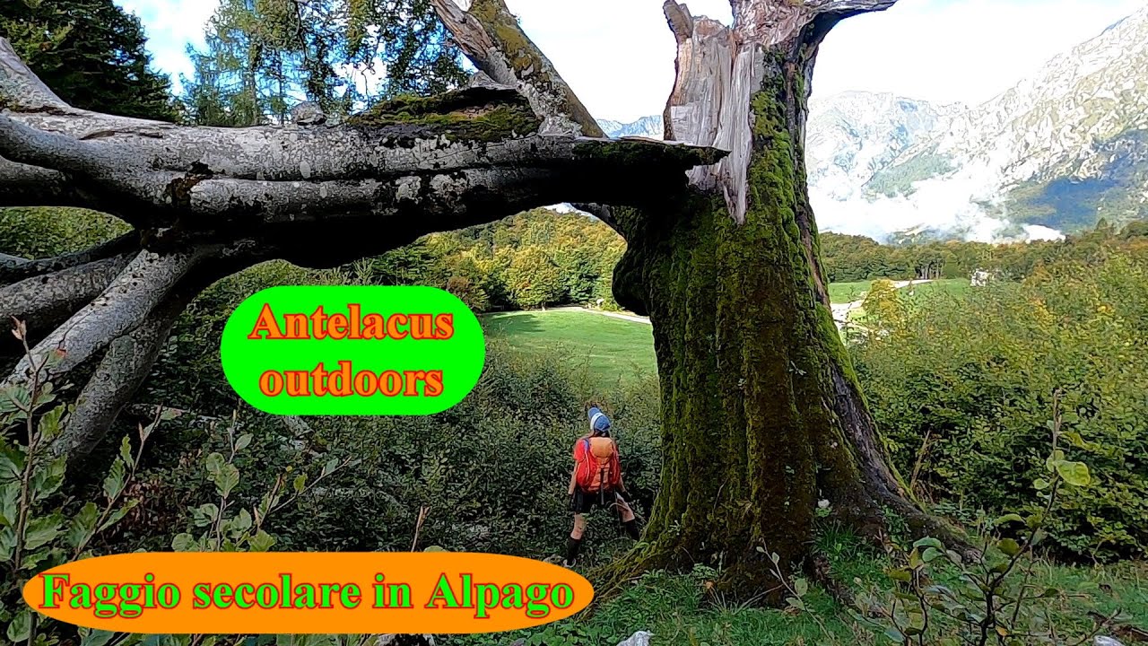 Faggio secolare in Alpago - Da Tambre (BL) un giro fra alberi monumentali e malghe