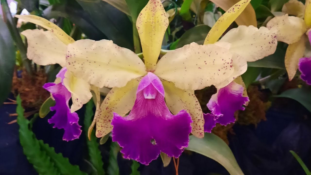 Boca Raton Orchid Show, orchid displays. Feb 2025 @ Orchid Newbee