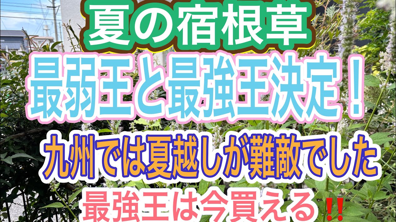 【ガーデニング】宿根草、夏の最弱王と最強王はどの子⁉️九州では冬越しよりも夏越しが難しい😓夏越しした最強王は今買えます‼️【夏越し】【失敗】