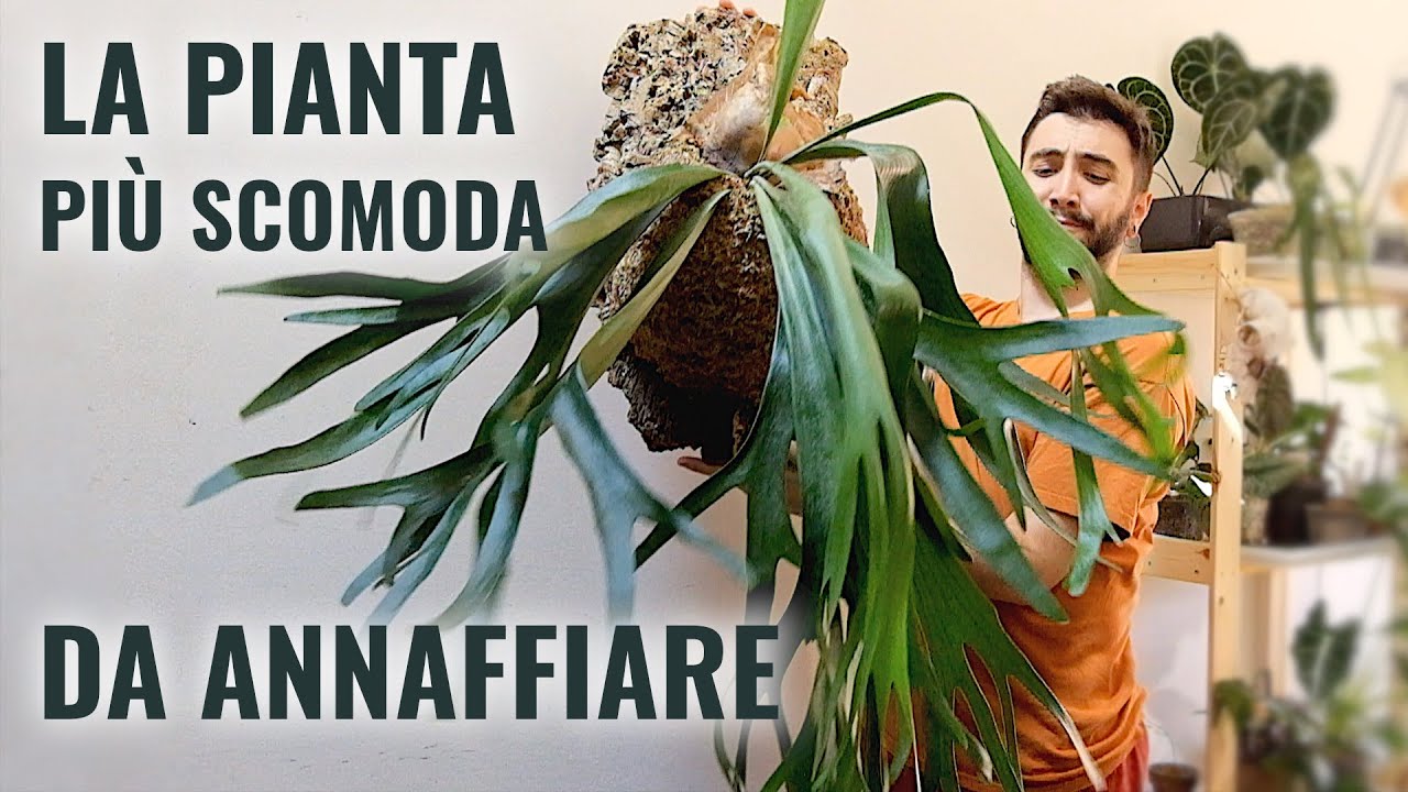 Guarda come annaffio questa pianta stranissima