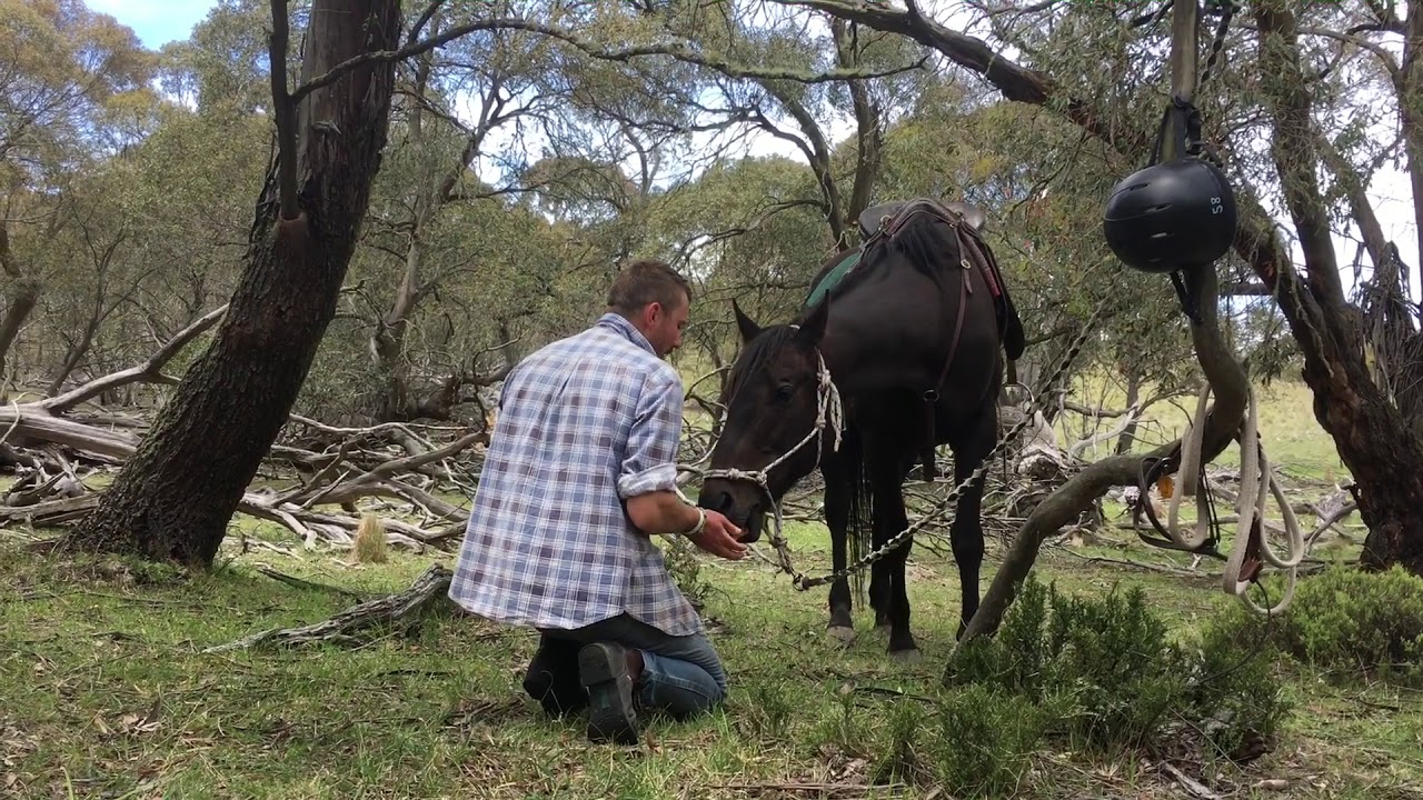 Snowy Mountains Horse Trek || Summer 2018