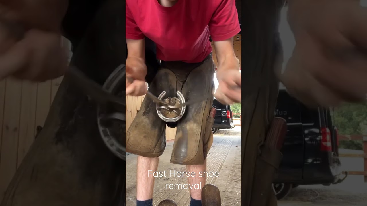Fast Horse shoe removal #horse #farrier #horsecare #horseshoes