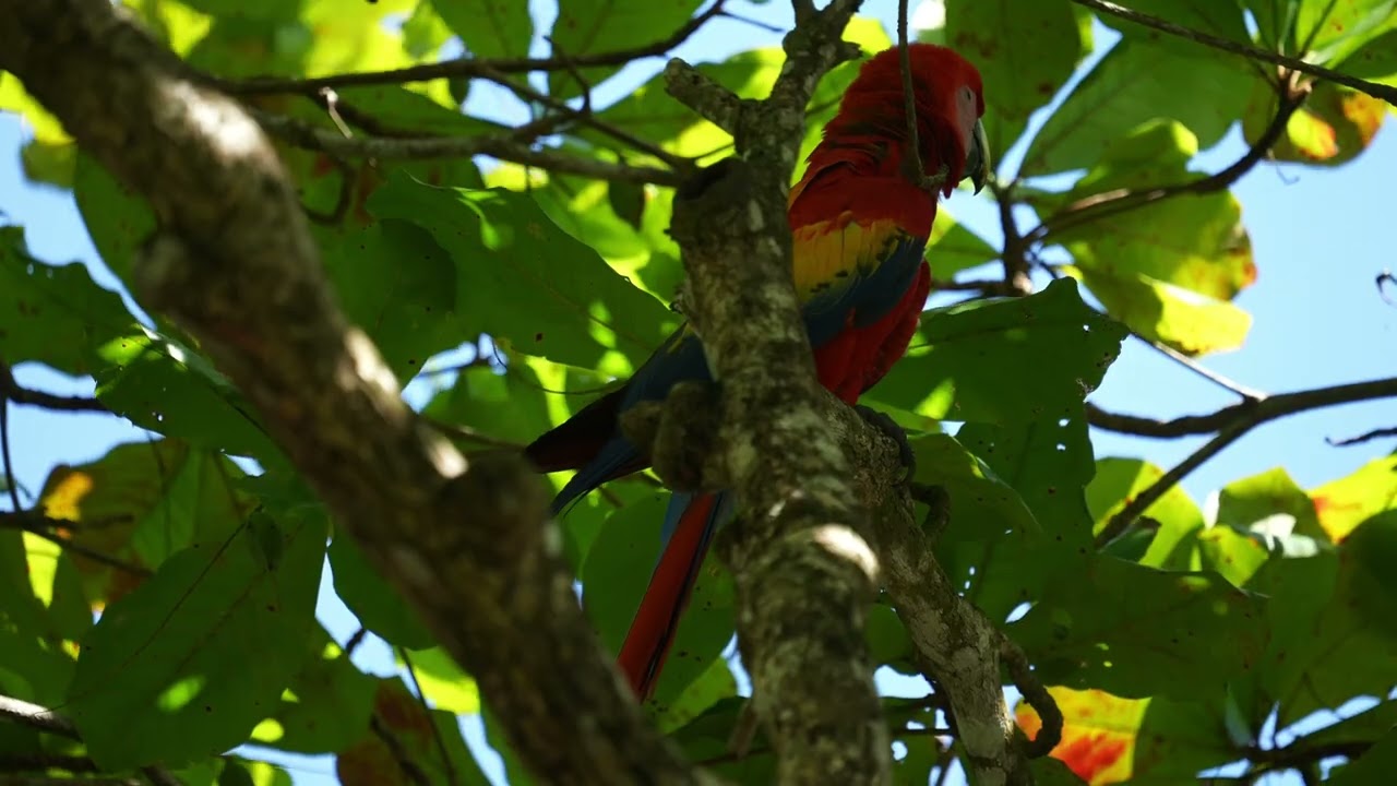 scarlet macaws