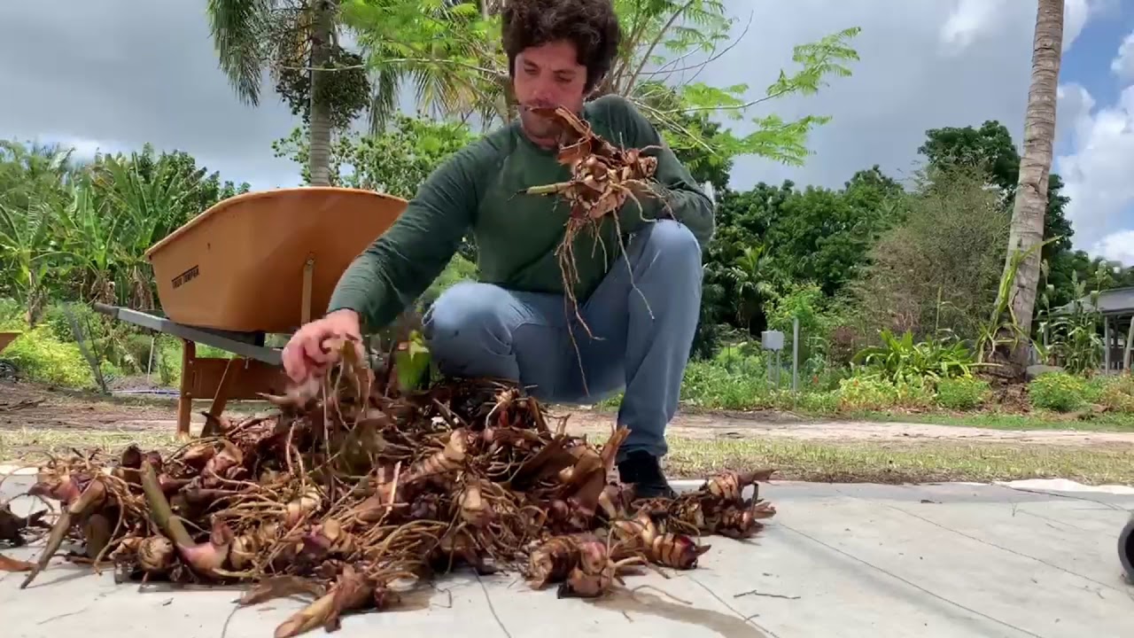 Harvesting 52lbs of edible roots from one Achira plant. South Florida Food Forest