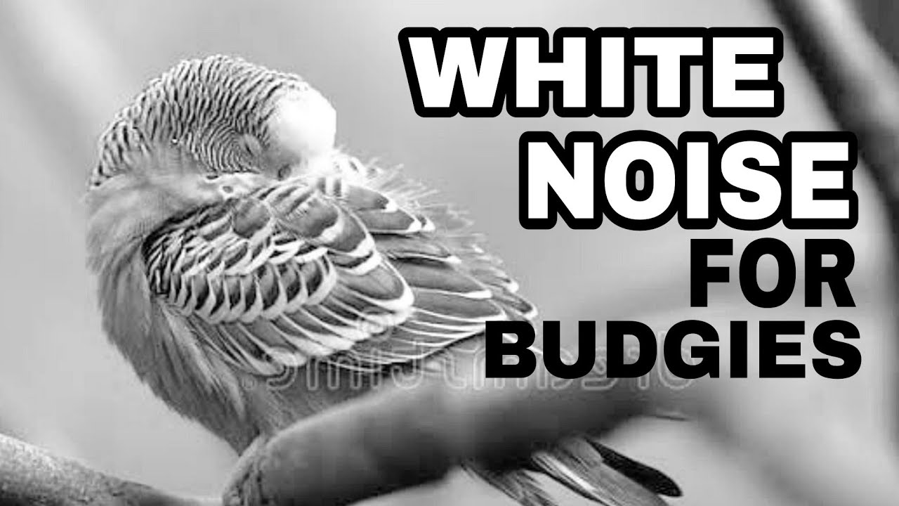 WHITE NOISE FOR BUDGIES