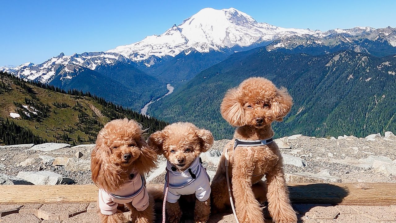 想像以上に近い！大迫力のマウントレーニア⛰️愛犬と一緒にゴンドラで空中散歩