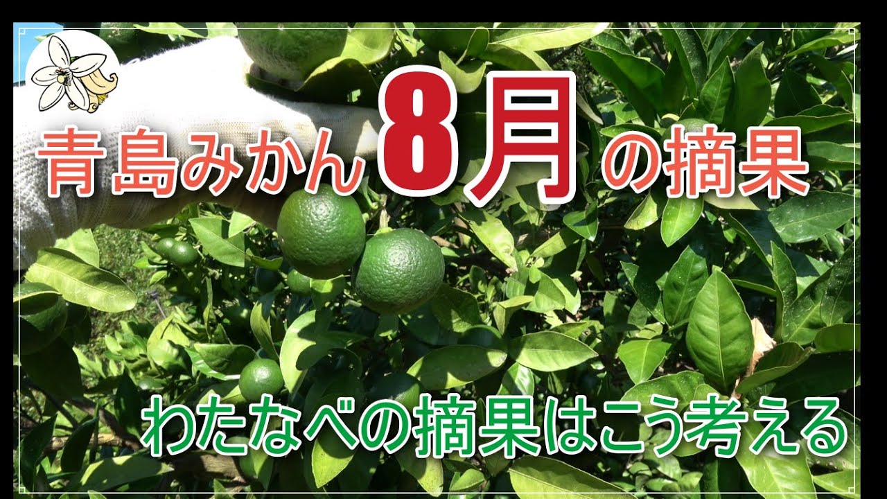 【青島温州】8月から青島みかんは本格摘果スタート！【解説&実演】
