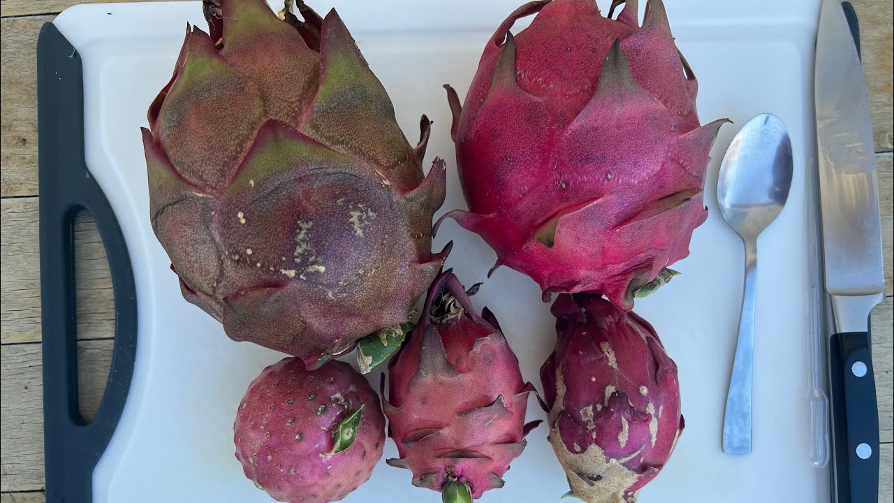 Dragon Fruit Testing- Neon, Princess of the Night, Taiwan Red, A5 Paco