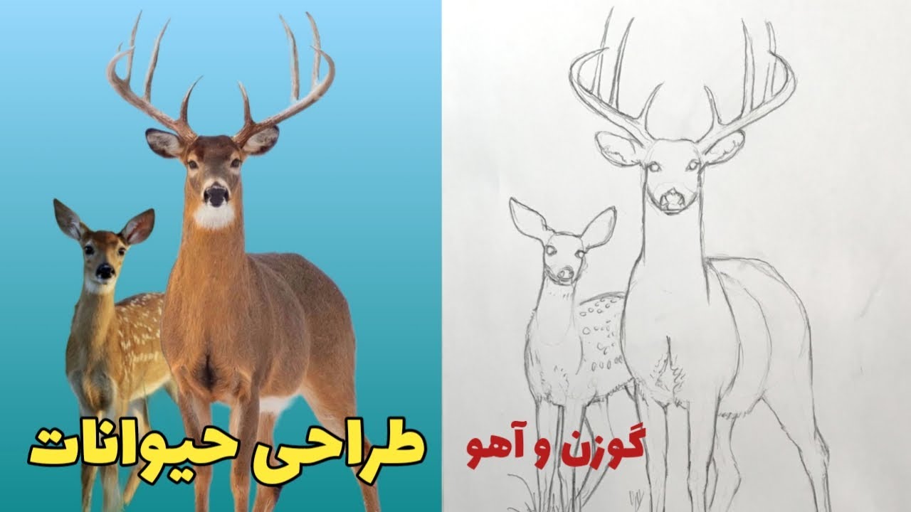 آموزش طراحی از حیوانات، طراحی گوزن و آهو، طراحی با مداد