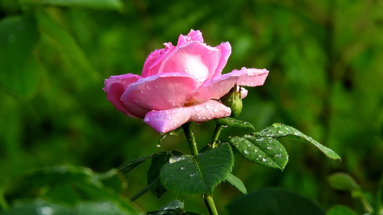 in the rain most beautiful flowers 4k ultra hd nature video