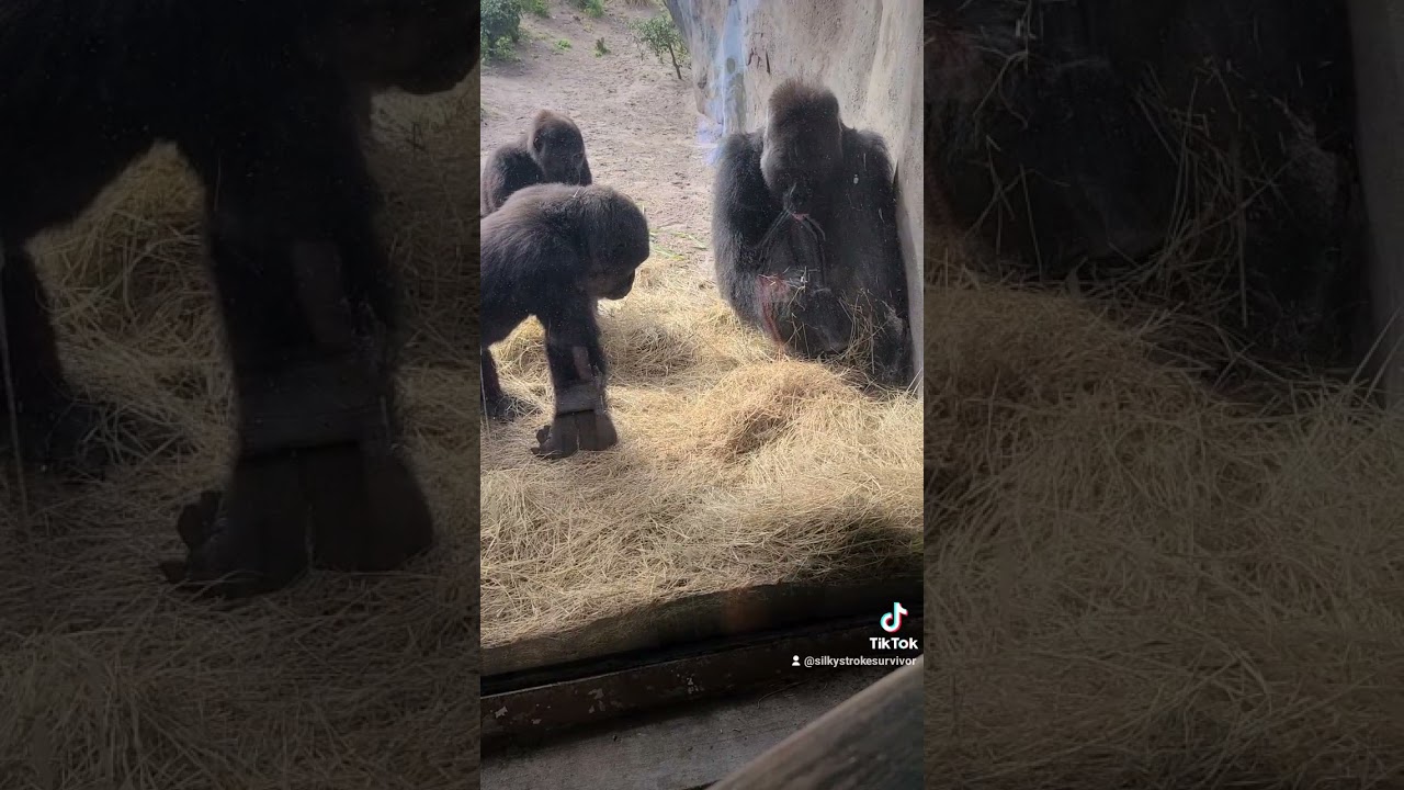 Gorilla VS Snake at Animal Kingdom