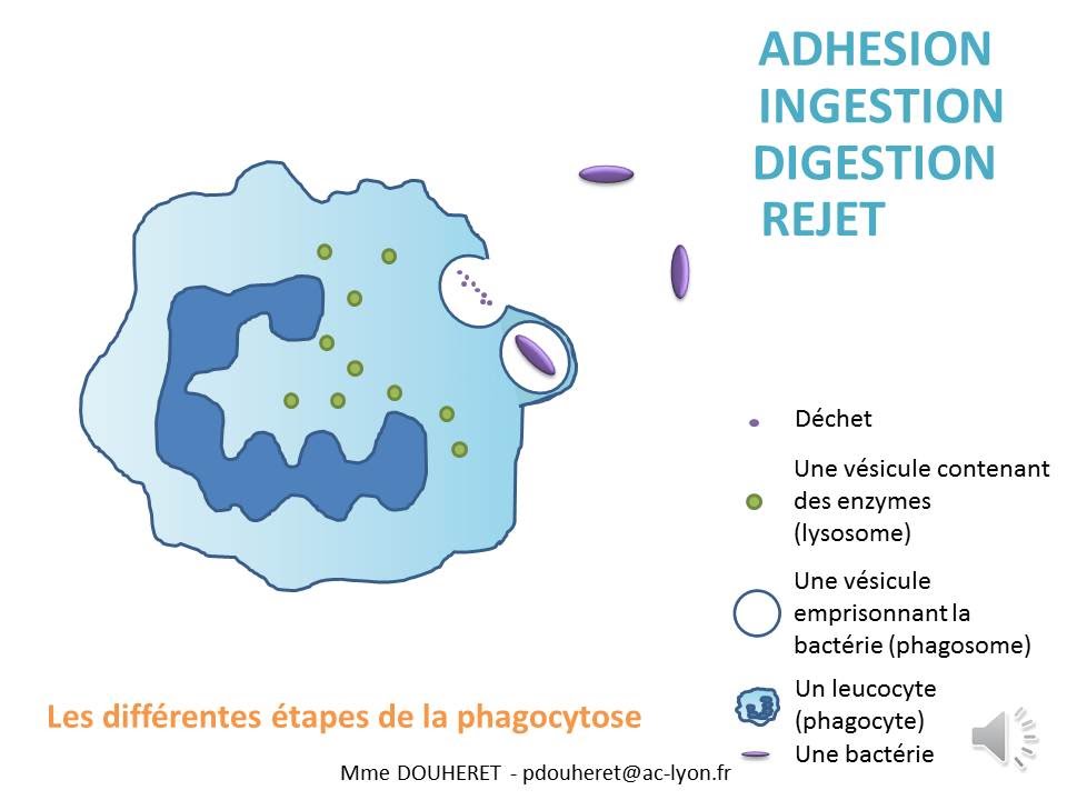 SVT- cours - La phagocytose