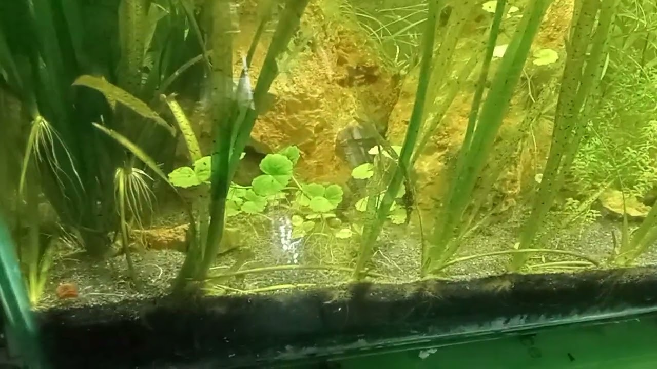 Hydrocotyle leucococyphla, Brazilian Pennywort, Plant profile, amazing Aquatic Plant