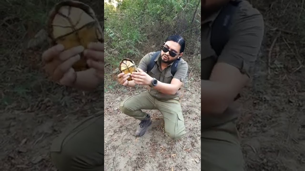 Tortuga Casquito o de Pecho Quebrado (Kinosternon integrum) ❗️🐢✨