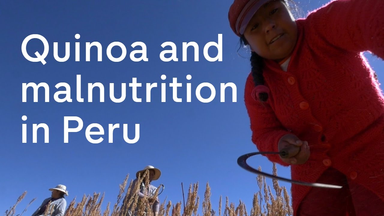 Quinoa and its consequences: malnutrition in Peru