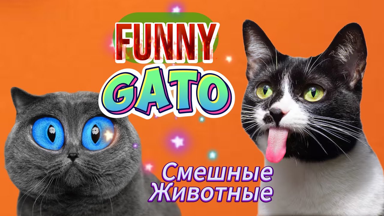 Самые смешные коты 😄Приколы с котами